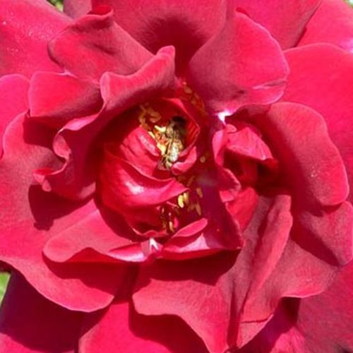 Rosa Étoile de Hollande - rosa de fragancia intensa - Árbol de Rosas Floribunda - rosal de pie alto - rojo - Mathias Leenders- froma de corona llorona - Rosal de árbol con multitud de flores que se abren en grupos no muy densos.